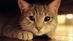 Miksi kissojen silmät loistavat pimeässä: tutkijat ovat antaneet selityksen