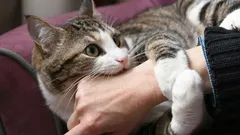 Tämä sisustusväri ajaa kissat vähitellen sekaisin – tarkista kotisi