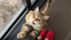 Miksi kissat pyörivät jatkuvasti jalkojen alla: yksinkertainen tieteellinen selitys