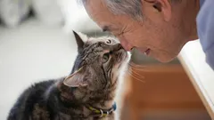 Koskettaako kissa nenällään nenääsi? Eläintieteilijät paljastivat eleen todellisen merkityksen