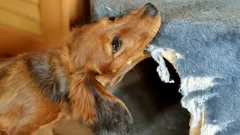 Nämä koirat rakastavat pureskella tavaroita eniten: asiantuntijat nimeävät 7 tuhmuria rotua