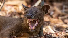 Ei kissa eikä koira: mikä eläin se on ja miten se valloitti Madagaskarin?