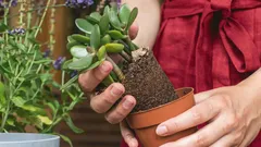 Puutarhurit kiistelevät: miksi lisätä ripaus mustapippuria rahapuun ruukkuun?