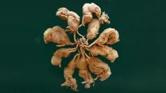 Rotankuningas: myytti vai harvinainen todellisuus – ja miksi tutkijat kiistelevät siitä