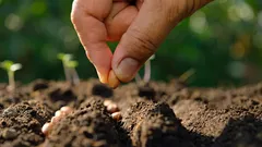 Mitä kylvää helmikuussa: asiantuntijat nimesivät 6 erilaista kukka- ja vihannesten siementä