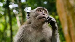 Kuinka tekoäly tuhoaa ihmisten ajattelua? Mielenkiintoinen vastaus tiedemiehiltä