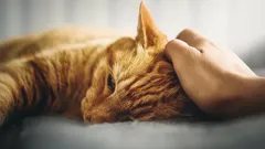Näin silität kissaa oikein: edes kaikkein nirsoinkaan lemmikki ei pysty vastustamaan
