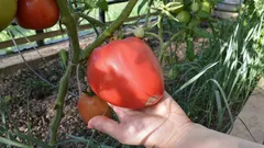 Näin kaksinkertaistat tomaattien koon vaivatta: yksi hivenaine tekee taimille ihmeitä