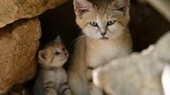 Haukkuu kuin koira ja elää vain aavikolla – maan salaperäisin kissa