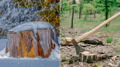 Miksi kantoja ei saa jättää maahan: 4 tapaa päästä niistä helposti eroon