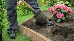 Istutit ja unohdit: pensaat, jotka näyttävät ruusuja ylellisemmiltä ilman jatkuvaa hoitoa