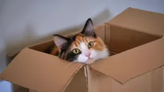 Miksi kissat rakastavat laatikoita niin paljon? Salaisuudet, jotka vain kissanystävät tietävät