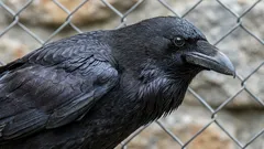 Ne osaavat suunnitella tulevaisuutta: ornitologi kertoi linnusta, jolla on ainutlaatuinen taito