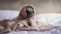 Myös lemmikit voivat kokea ”talvimasennusta”: miten viihdyttää niitä ja itseäsi