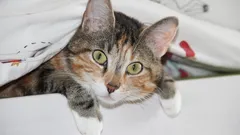 Miksi kissat ovat niin uteliaita? Eläintieteilijät nimesivät 7 syytä