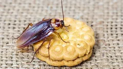 Puhdas keittiö ei takaa turvallisuutta – juuri tässä paikassa torakat lisääntyvät