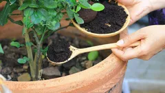 Miten käyttää kahvinporoja puutarhassa: paras ja tehokas lannoite