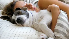 Koiran kanssa nukkuminen käynnistää odottamattomia prosesseja – kyse ei ole vain lämmöstä