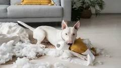 Rajaton voima: Nämä 3 koirarotua eivät koskaan anna omistajansa heikkoutta anteeksi