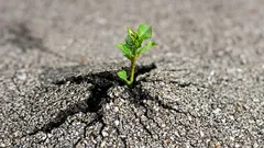 Nämä kasvit voivat tuhota betonin: tätä ei kannata koskaan istuttaa omalle pihallesi