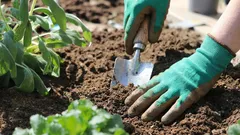 Miten pelastaa tontin köyhtynyt maaperä: hyväksi todetut keinot maaperän kasvukunnon palauttamiseen