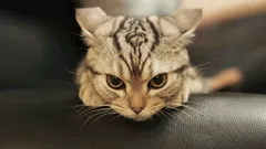 Korjaaminen on vaikeaa: kohtalokas kasvatusvirhe, joka tekee kissanpennusta villiintyneeksi