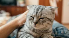 Mistä tietää, että kissa rakastaa sinua: eläintieteilijä paljasti 6 vahvaa merkkiä