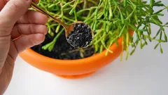 Huonekasvit heräävät eloon viikossa: floristi jakoi yksinkertaisen vinkin hiilellä