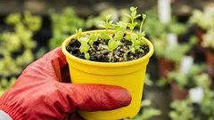 Mitä kylvää helmikuussa esikasvatukseen: 5 kasvia aikaiseen satoon ja kukintaan