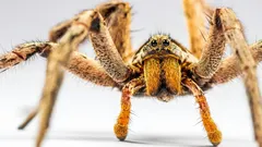 Kuinka monta hämähäkkiä oikeasti elää kodissasi?