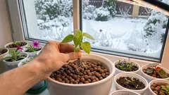 Kuinka saada vahvat kukkien taimet ilman ylimääräistä vaivaa: todistettu talvimenetelmä