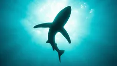 Pohja, jota ei pitäisi olla olemassa: mitä 11 kilometrin syvyydessä allamme oleva syvänne kätkee?