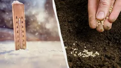 Jo toukokuussa puutarha on täynnä: puutarhuri kertoi, mitä on kylvettävä helmikuussa.