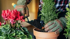 5 huonekasvia, jotka kukkivat, vaikka et kastelisi niitä: valinta laiskoille