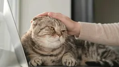 Miten pyytää kissalta oikein anteeksi: eläintieteilijän hyväksymät vinkit