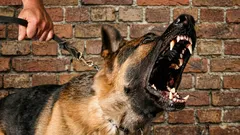 Koirat salapoliiseina: miten lemmikit tunnistavat pahat ihmiset sekunneissa