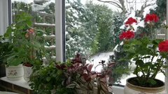 Näin pelastat huonekasvit talven kuivalta sisäilmasta – floristi antoi yksinkertaiset vinkit