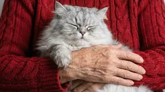 Viisi ihanteellista kissarotua ikäihmisille: ne ovat kaikkein rauhallisimpia ja ystävällisimpiä