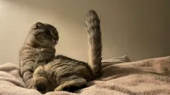 Eläintieteilijät: 6 uskomattoman suloista asiaa, joita kissat ilmaisevat omistajalleen hännällään