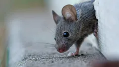 Näin saat hiiret pois kotoa vaivatta: yksi haju saa jyrsijät pakenemaan