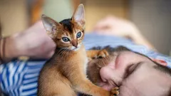 Häntäinen herätyskello tassuilla: Miksi kissat herättävät omistajansa jatkuvasti aamuisin