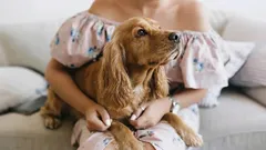 Koirat rakastavat syvemmin kuin luulet: merkit, jotka kertovat enemmän kuin tuhat sanaa