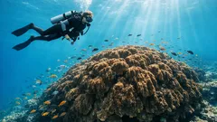 Salomonsaarilta löytyi elävä jättikoralli – ja se kertoo ilmastonmuutoksesta enemmän kuin arvaat