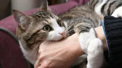 Ne tulevat vihaamaan sinua: kissan ruumiinosat, joihin ei saa koskaan koskea