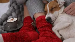 Miksi koira rakastaa istua omistajansa jalan päälle? Vastaus ei ole niin yksinkertainen kuin luulisi