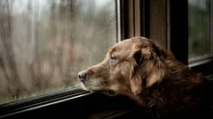 Kuinka koira tietää, että palaat pian: 4 merkkiä, jotka se huomaa ennen sinua