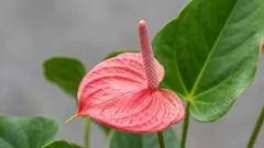 Asiantuntijat nimesivät spathiphyllumille ihanteellisen paikan – se kukkii ympäri vuoden