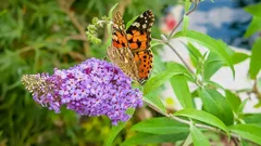 Istuta tämä pensas helmikuussa – keväällä se houkuttelee mehiläisiä ja perhosia