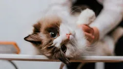 Kissojen uskollisuuden ilmiö: 3 rotua, jotka yllättävät lojaaliudellaan