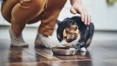 Miten kutsua kissaa oikein, jotta se varmasti reagoi: eläintieteilijät nimesivät parhaan tavan